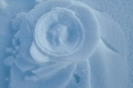 Snežna vrtnica